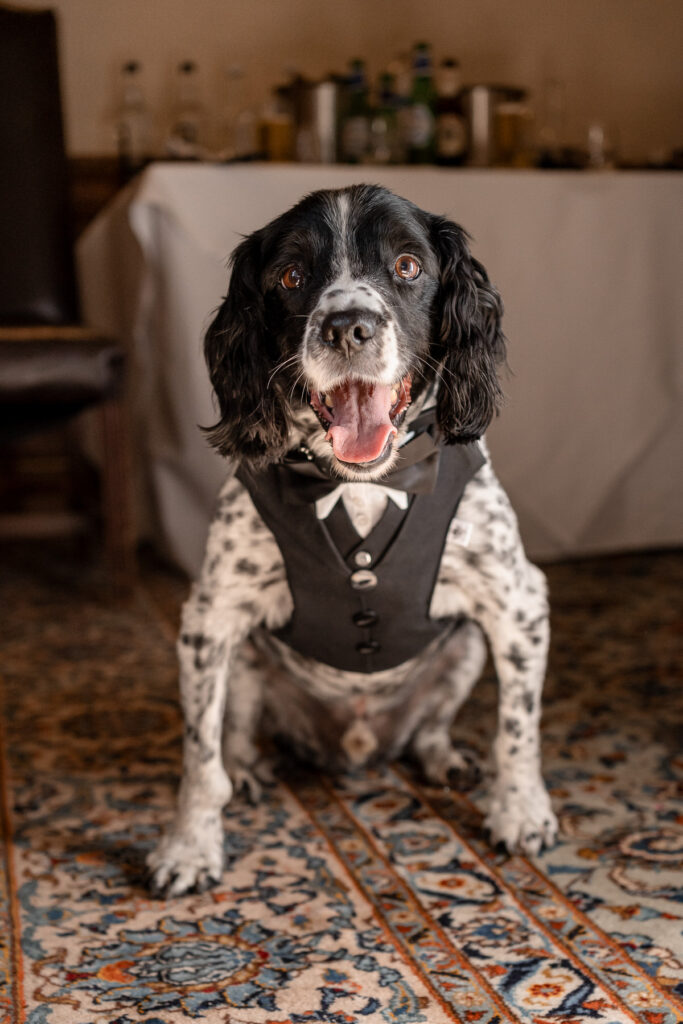 The couple’s spaniel wearing a bow tie as the groom’s dog at Rhinefield House wedding