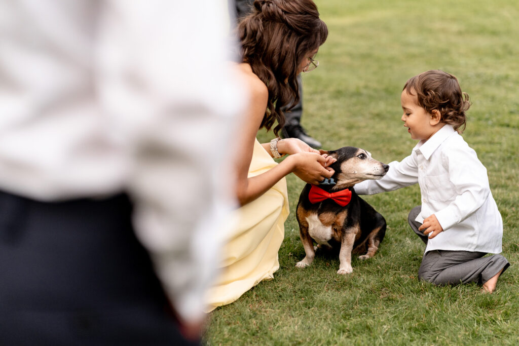 cute dog at a Summer wedding at Audleys Wood